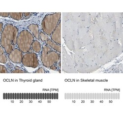Occludin Antibody, Novus Biologicals:Antibodies:Primary Antibodies
